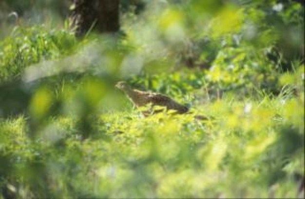 Gurkha bird Jackie Doyle-Price woods animal about Hunger strike Nepal